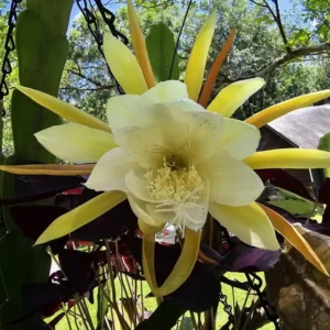 Pink Red Epiphyllum Orchid Cactus Cutting 6-10 Inch