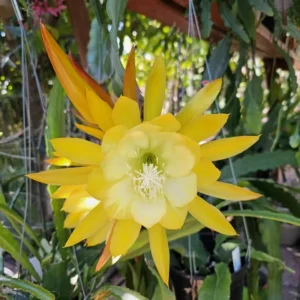 Pink Red Epiphyllum Orchid Cactus Cutting 6-10 Inch