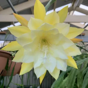 Pink Red Epiphyllum Orchid Cactus Cutting 6-10 Inch