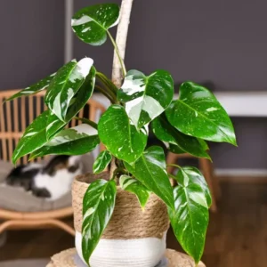 Princess Philodendron Plant Live - 5-8 Inch Variegated Indoor Tropical Foliage