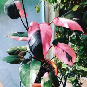 Princess Philodendron Plant Live - 5-8 Inch Variegated Indoor Tropical Foliage