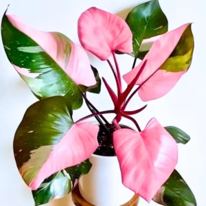 Princess Philodendron Plant Live - 5-8 Inch Variegated Indoor Tropical Foliage