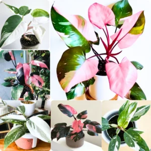 Princess Philodendron Plants Live - 5-8 Inch Variegated Rare Houseplant