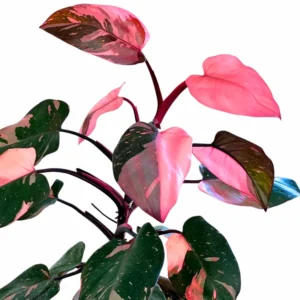 Princess Philodendron Plants Live - 5-8 Inch Variegated Rare Houseplant