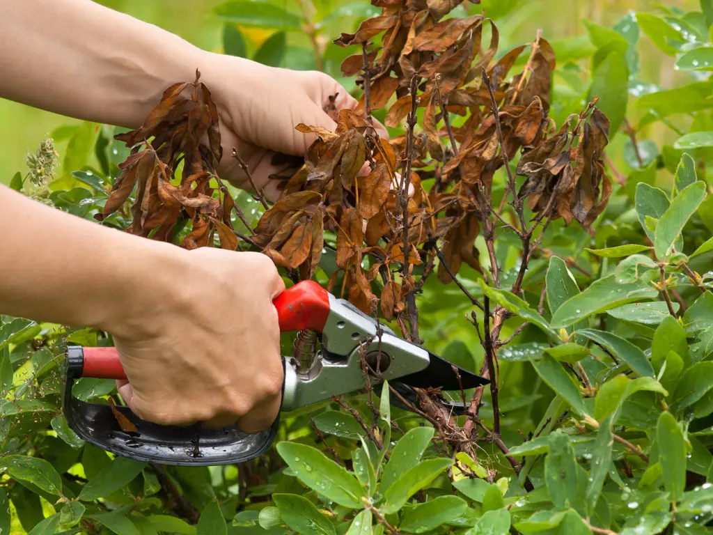 Pruning Honeysuckle Vines