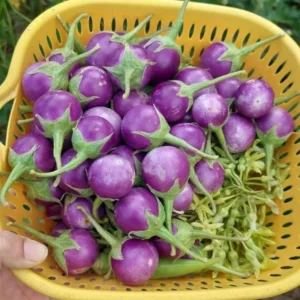 Purple Eggplant Seeds - 100 Count - Vegetable Seeds