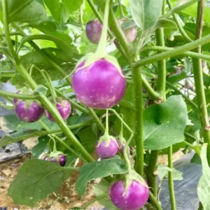 Purple Eggplant Seeds - 100 Count - Vegetable Seeds