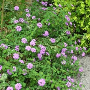Purple Lantana Live Plants - Trailing Variety, Outdoor/Indoor, 5-7 Inch