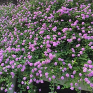 Purple Lantana Live Plants - Trailing Variety, Outdoor/Indoor, 5-7 Inch