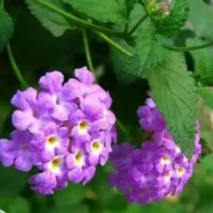 Purple Lantana Live Plants - Trailing Variety, Outdoor/Indoor, 5-7 Inch