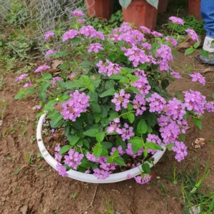 Purple Lantana Live Plants - Trailing Variety, Outdoor/Indoor, 5-7 Inch