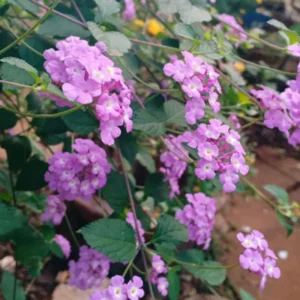 Purple Lantana Live Plants - Trailing Variety, Outdoor/Indoor, 5-7 Inch