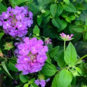 Purple Lantana Live Plants - Trailing Variety, Outdoor/Indoor, 5-7 Inch