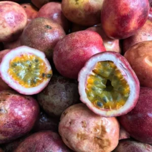 Purple Passion Fruit Vine Plant - 5-8 Inch Tall - Tropical Vine