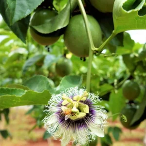 Purple Passion Fruit Vine Plant - 5-8 Inch Tall - Tropical Vine