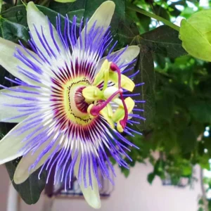 Purple Passion Fruit Vine Plant - 5-8 Inch Tall - Tropical Vine
