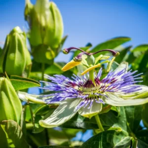 Purple Passion Fruit Vine Plant - 5-8 Inch Tall - Tropical Vine