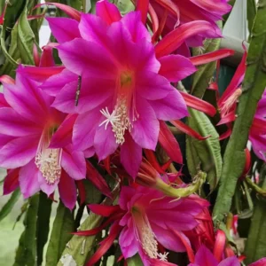 Purple Red Epiphyllum Orchid Cactus Cutting 6-10 Inch