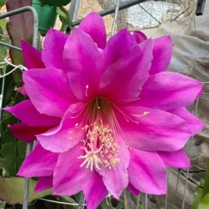 Purple Red Epiphyllum Orchid Cactus Cutting 6-10 Inch