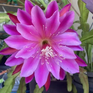 Purple Red Epiphyllum Orchid Cactus Cutting 6-10 Inch