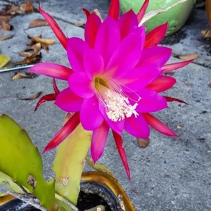Purple Red Epiphyllum Orchid Cactus Cutting 6-10 Inch