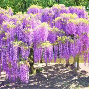 Purple Wisteria Plant - Potted Vine - 2.5 Inch Size - Flowering Plant