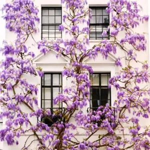 Purple Wisteria Plant - Potted Vine - 2.5 Inch Size - Flowering Plant