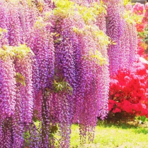 Purple Wisteria Plant - Potted Vine - 2.5 Inch Size - Flowering Plant