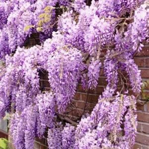 Purple Wisteria Plant - Potted Vine - 2.5 Inch Size - Flowering Plant