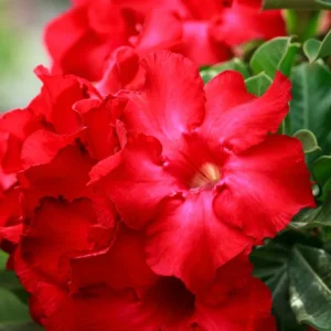 Red Desert Rose Plant Adenium Obesum 4-6 Inch Bare Root