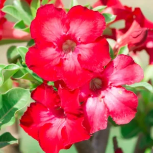 Red Desert Rose Plant Adenium Obesum 4-6 Inch Bare Root