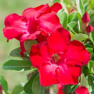 Red Desert Rose Plant Adenium Obesum 4-6 Inch Bare Root
