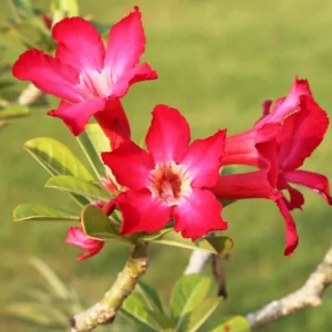 Red Desert Rose Plant Adenium Obesum 4-6 Inch Bare Root