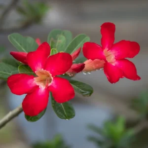 Red Desert Rose Plant Adenium Obesum 4-6 Inch Bare Root