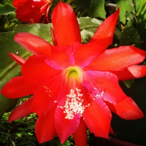 Red Epiphyllum Orchid Cactus Cutting 6-10 Inch - No CA Shipping