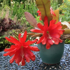 Red Epiphyllum Orchid Cactus Cutting 6-10 Inch - No CA Shipping