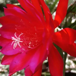 Red Epiphyllum Orchid Cactus Cutting 6-10 Inch - No CA Shipping