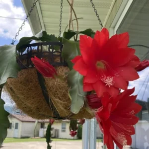 Red Epiphyllum Orchid Cactus Cutting 6-10 Inch - No CA Shipping