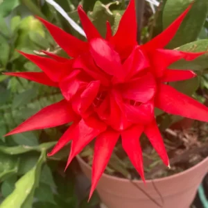 Red Epiphyllum Orchid Cactus Cutting 6-10 Inch - No CA Shipping