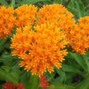 Red Milkweed Plant - 2 Pack - 4-6 Inch - Attracts Butterflies