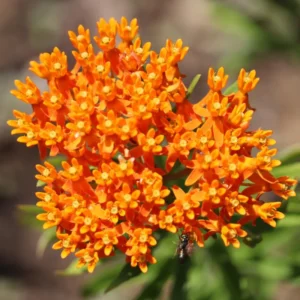 Red Milkweed Plant - 2 Pack - 4-6 Inch - Attracts Butterflies