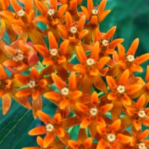 Red Milkweed Plant - 2 Pack - 4-6 Inch - Attracts Butterflies