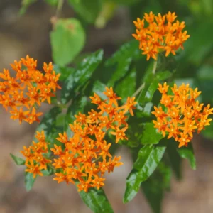 Red Milkweed Plant - 2 Pack - 4-6 Inch - Attracts Butterflies