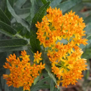 Red Milkweed Plant - 2 Pack - 4-6 Inch - Attracts Butterflies