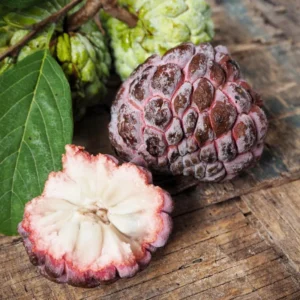 Red Sugar Apple Tree 3 Gallon Grafted Tree 2-3 Ft Fruit Tree