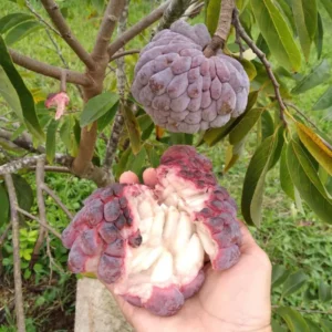 Red Sugar Apple Tree 3 Gallon Grafted Tree 2-3 Ft Fruit Tree