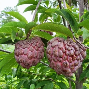 Red Sugar Apple Tree 3 Gallon Grafted Tree 2-3 Ft Fruit Tree