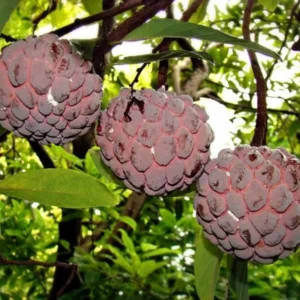 Red Sugar Apple Tree 3 Gallon Grafted Tree 2-3 Ft Fruit Tree