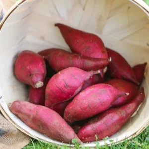 Red Sweet Potato Slips, Sweet Potato Cuttings - 10 Count - Vegetable Starts