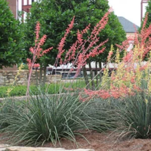 Red Yucca Plant 4" Pot Desert Accent Drought Tolerant Blooms